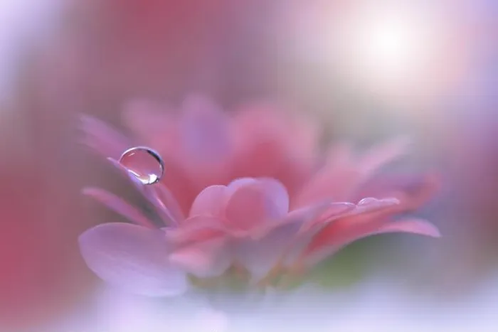 Framed Print : Beautiful Nature Background.Floral Art Design.Abstract Macro Photography.Pink Daisy Flower.Pastel Flowers.White Background.Creative Artistic Drop Framed Print : Beautiful Nature Background.Floral Art Design.Abstract Macro Photography.Pink Daisy Flower.Pastel Flowers.White Background.Creative Artistic Drop
