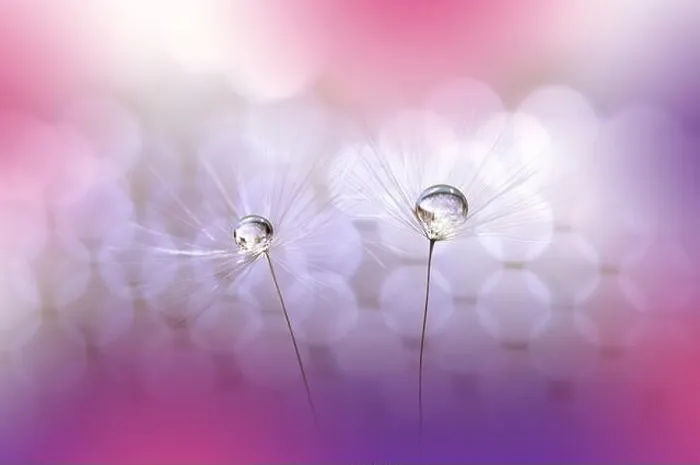Framed Print : Beautiful Nature Background.Floral Art Design.Abstract Macro Photography.Pastel Flower.Dandelion Flowers.Pink Background.Creative Artistic Wallpaper Framed Print : Beautiful Nature Background.Floral Art Design.Abstract Macro Photography.Pastel Flower.Dandelion Flowers.Pink Background.Creative Artistic Wallpaper