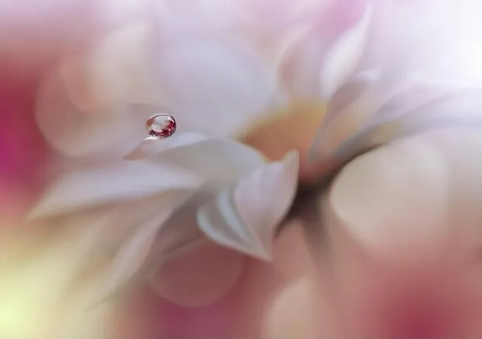 Framed Print : Beautiful Nature Background.Floral Art Design.Abstract Macro Photography.White Daisy Flower.Pastel Flowers.Violet Background.Creative Artistic Drop Framed Print : Beautiful Nature Background.Floral Art Design.Abstract Macro Photography.White Daisy Flower.Pastel Flowers.Violet Background.Creative Artistic Drop