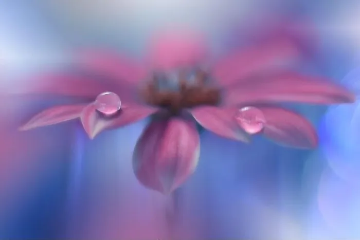 Framed Print : Beautiful Nature Background.Floral Art Design.Abstract Macro Photography.Daisy Flower.Pastel Flowers.Blue Background.Creative Artistic Wallpaper.Drops Framed Print : Beautiful Nature Background.Floral Art Design.Abstract Macro Photography.Daisy Flower.Pastel Flowers.Blue Background.Creative Artistic Wallpaper.Drops