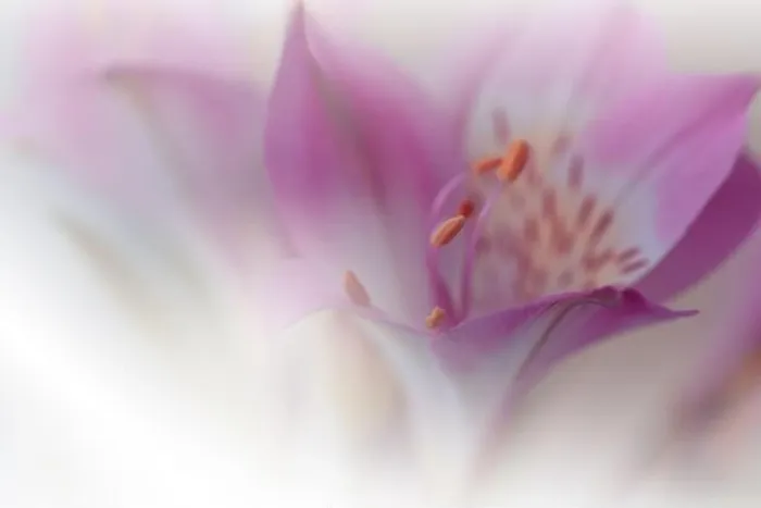 Framed Print : Beautiful Nature Background.Floral Art Design.Abstract Macro Photography.Violet Flower.Pastel Flowers.White Background.Creative Artistic Wallpaper Framed Print : Beautiful Nature Background.Floral Art Design.Abstract Macro Photography.Violet Flower.Pastel Flowers.White Background.Creative Artistic Wallpaper