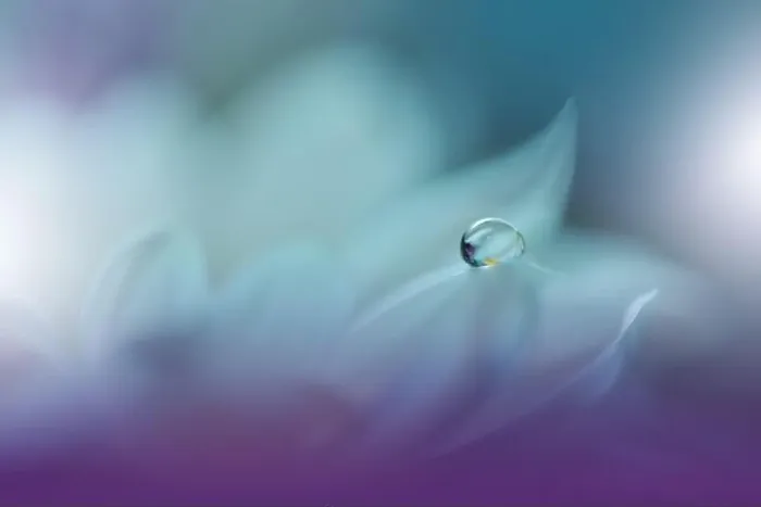Framed Print : Beautiful Nature Background.Floral Art Design.Abstract Macro Photography.White Daisy Flower.Pastel Flowers.Violet Background.Creative Artistic Photo Framed Print : Beautiful Nature Background.Floral Art Design.Abstract Macro Photography.White Daisy Flower.Pastel Flowers.Violet Background.Creative Artistic Photo