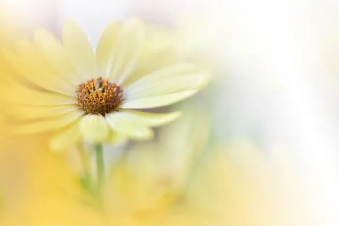 Framed Print : Beautiful Nature Background.Floral Art Design.Abstract Macro Photography.Daisy Flower.Pastel Flowers.Yellow Background.Creative Artistic Wallpaper Framed Print : Beautiful Nature Background.Floral Art Design.Abstract Macro Photography.Daisy Flower.Pastel Flowers.Yellow Background.Creative Artistic Wallpaper