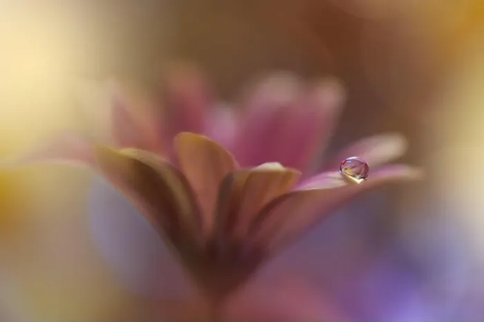 Framed Print : Beautiful Nature Background.Floral Art Design.Abstract Macro Photography.Violet Daisy Flower.Yellow Background.Creative Artistic Wallpaper.Water Drop Framed Print : Beautiful Nature Background.Floral Art Design.Abstract Macro Photography.Violet Daisy Flower.Yellow Background.Creative Artistic Wallpaper.Water Drop
