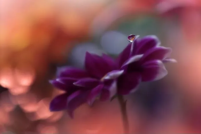 Framed Print : Beautiful Nature Background.Floral Art Design.Abstract Macro Photography.Violet Daisy Flower.Pink Background.Creative Artistic Wallpaper.Water Drop