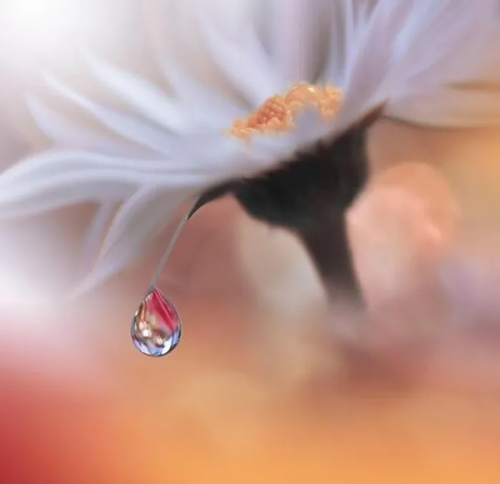 Framed Print : Beautiful Nature Background.Floral Art Design.Abstract Macro Photography.White Daisy Flower.Orange Background.Creative Artistic Wallpaper.Water Drop Framed Print : Beautiful Nature Background.Floral Art Design.Abstract Macro Photography.White Daisy Flower.Orange Background.Creative Artistic Wallpaper.Water Drop