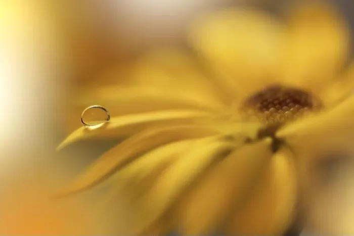 Framed Print : Beautiful Nature Background.Floral Art Design.Abstract Macro Photography.Yellow Daisy Flower.Golden Background.Creative Artistic Wallpaper.Water Drop Framed Print : Beautiful Nature Background.Floral Art Design.Abstract Macro Photography.Yellow Daisy Flower.Golden Background.Creative Artistic Wallpaper.Water Drop