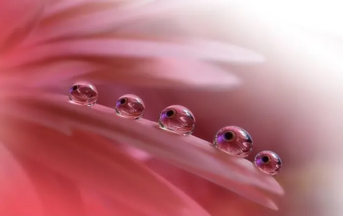 Framed Print : Beautiful Nature Background.Floral Art Design.Abstract Macro Photography.Violet Daisy Flower.Pink Background.Creative Artistic Wallpaper.Water Drops Framed Print : Beautiful Nature Background.Floral Art Design.Abstract Macro Photography.Violet Daisy Flower.Pink Background.Creative Artistic Wallpaper.Water Drops