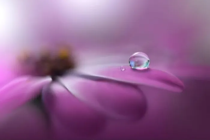 Framed Print : Beautiful Nature Background.Floral Art Design.Abstract Macro Photography.Violet Daisy Flower.Pink Background.Creative Artistic Wallpaper.Water Drops Framed Print : Beautiful Nature Background.Floral Art Design.Abstract Macro Photography.Violet Daisy Flower.Pink Background.Creative Artistic Wallpaper.Water Drops