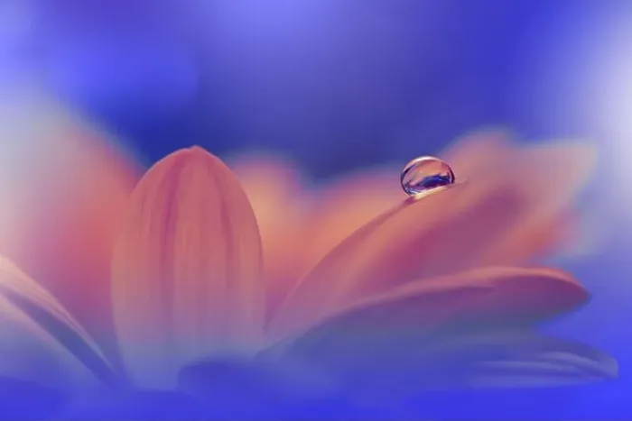 Framed Print : Beautiful Nature Background.Floral Art Design.Abstract Macro Photography.Orange Daisy Flower.Blue Background.Creative Artistic Wallpaper.Water Drops Framed Print : Beautiful Nature Background.Floral Art Design.Abstract Macro Photography.Orange Daisy Flower.Blue Background.Creative Artistic Wallpaper.Water Drops