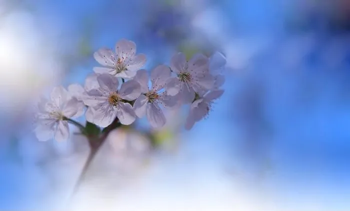 Framed Print : Beautiful Nature Background.Floral Art Design.Abstract Macro Photography.Blooming Spring Flower.Creative Artistic Wallpaper.Sakura Cherry Blossom Tree Framed Print : Beautiful Nature Background.Floral Art Design.Abstract Macro Photography.Blooming Spring Flower.Creative Artistic Wallpaper.Sakura Cherry Blossom Tree