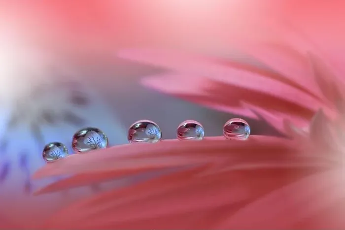 Framed Print : Beautiful Nature Background.Floral Art Design.Abstract Macro Photography.Daisy Flower.Pink Background.Creative Artistic Wallpaper.Water Drops.Spa Framed Print : Beautiful Nature Background.Floral Art Design.Abstract Macro Photography.Daisy Flower.Pink Background.Creative Artistic Wallpaper.Water Drops.Spa