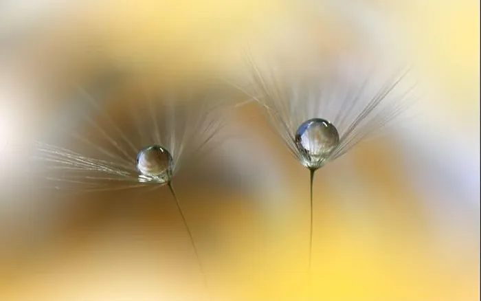 Framed Print : Beautiful Nature Background.Floral Art Design.Abstract Macro Photography.Dandelion Flowers.Yellow Background.Creative Artistic Wallpaper.Celebration Framed Print : Beautiful Nature Background.Floral Art Design.Abstract Macro Photography.Dandelion Flowers.Yellow Background.Creative Artistic Wallpaper.Celebration