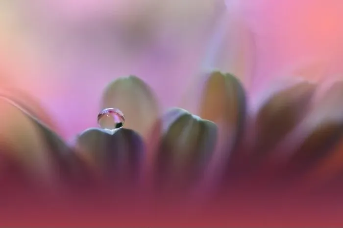 Framed Print : Beautiful Nature Background.Floral Art Design.Abstract Macro Photography.Violet Daisy Flower.Pink Background.Creative Artistic Wallpaper.Water Drops Framed Print : Beautiful Nature Background.Floral Art Design.Abstract Macro Photography.Violet Daisy Flower.Pink Background.Creative Artistic Wallpaper.Water Drops