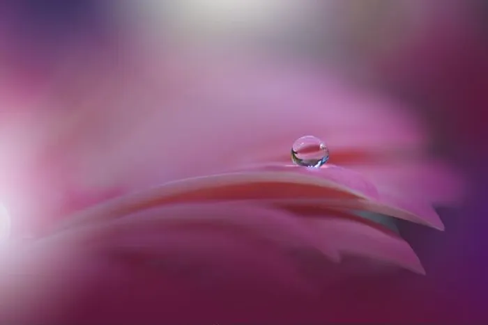 Framed Print : Beautiful Nature Background.Floral Art Design.Abstract Macro Photography.Violet Daisy Flower.Pink Background.Creative Artistic Wallpaper.Water Drops Framed Print : Beautiful Nature Background.Floral Art Design.Abstract Macro Photography.Violet Daisy Flower.Pink Background.Creative Artistic Wallpaper.Water Drops
