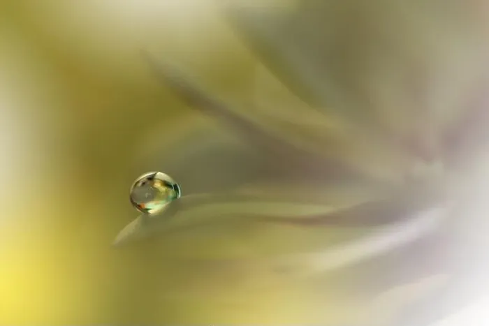 Framed Print : Beautiful Nature Background.Floral Art Design.Abstract Macro Photography.Yellow Daisy Flower.Golden Background.Creative Artistic Wallpaper.Water Drop Framed Print : Beautiful Nature Background.Floral Art Design.Abstract Macro Photography.Yellow Daisy Flower.Golden Background.Creative Artistic Wallpaper.Water Drop