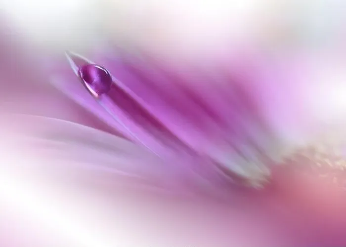 Framed Print : Beautiful Nature Background.Floral Art Design.Abstract Macro Photography.Violet Daisy Flower.Pink Background.Creative Artistic Wallpaper.Water Drops Framed Print : Beautiful Nature Background.Floral Art Design.Abstract Macro Photography.Violet Daisy Flower.Pink Background.Creative Artistic Wallpaper.Water Drops