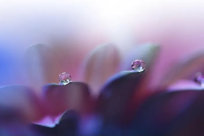 Framed Print : Beautiful Nature Background.Floral Art Design.Abstract Macro Photography.Violet Daisy Flower.Pink Background.Creative Artistic Wallpaper.Water Drops Framed Print : Beautiful Nature Background.Floral Art Design.Abstract Macro Photography.Violet Daisy Flower.Pink Background.Creative Artistic Wallpaper.Water Drops