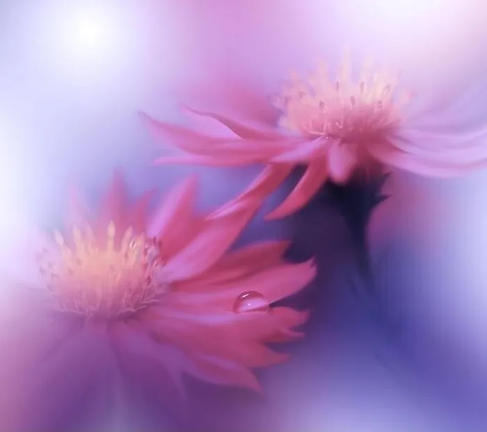 Framed Print : Beautiful Nature Background.Floral Art Design.Abstract Macro Photography.Daisy Flower.Blue Background.Creative Artistic Wallpaper.Water Drop.Love Framed Print : Beautiful Nature Background.Floral Art Design.Abstract Macro Photography.Daisy Flower.Blue Background.Creative Artistic Wallpaper.Water Drop.Love