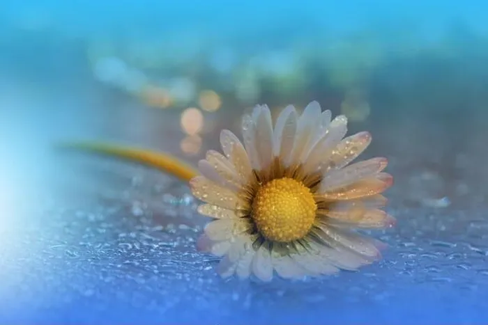 Framed Print : Beautiful Nature Background.Floral Art Design.Abstract Macro Photography.Daisy Flower.Blue Background.Creative Artistic Wallpaper.Water Drops.Spa Framed Print : Beautiful Nature Background.Floral Art Design.Abstract Macro Photography.Daisy Flower.Blue Background.Creative Artistic Wallpaper.Water Drops.Spa
