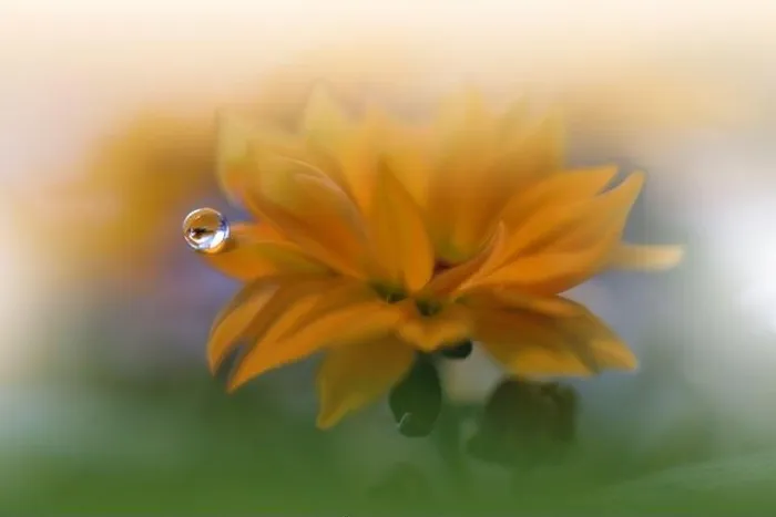 Framed Print : Beautiful Nature Background.Floral Art Design.Abstract Macro Photography.Yellow Daisy Flower.Green Background.Creative Artistic Wallpaper.Water Drop Framed Print : Beautiful Nature Background.Floral Art Design.Abstract Macro Photography.Yellow Daisy Flower.Green Background.Creative Artistic Wallpaper.Water Drop
