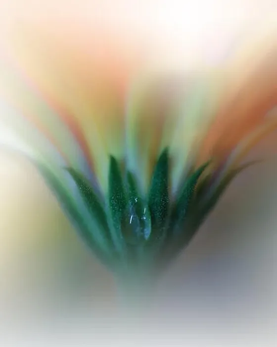 Framed Print : Beautiful Nature Macro Shot.Magic Flowers.Art Design.Extreme close up Photography.Conceptual Abstract Image.Orange and Yellow Color.Spring Background Framed Print : Beautiful Nature Macro Shot.Magic Flowers.Art Design.Extreme close up Photography.Conceptual Abstract Image.Orange and Yellow Color.Spring Background