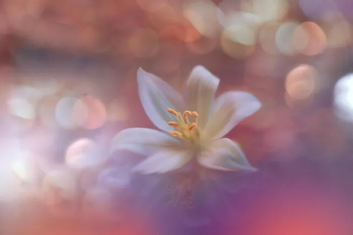 Framed Print : Beautiful Orange Nature Background.Colorful Artistic Wallpaper.Natural Abstract Macro Photography.Creative Floral Art Design.Coral Color 2019.Jasmine Framed Print : Beautiful Orange Nature Background.Colorful Artistic Wallpaper.Natural Abstract Macro Photography.Creative Floral Art Design.Coral Color 2019.Jasmine