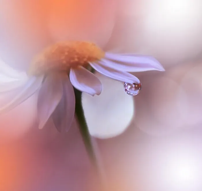 Framed Print : Beautiful Orange Nature Background.Colorful Artistic Wallpaper.Natural Abstract Macro Photography.Creative Floral Art Design.Coral Color 2019.Daisy Framed Print : Beautiful Orange Nature Background.Colorful Artistic Wallpaper.Natural Abstract Macro Photography.Creative Floral Art Design.Coral Color 2019.Daisy