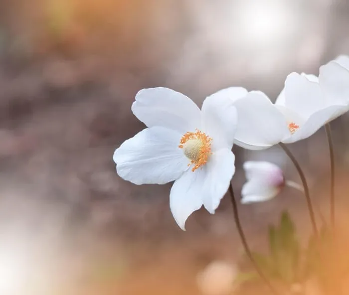 Framed Print : Beautiful Orange Nature Background.Colorful Artistic Wallpaper.Abstract Macro Photography.Creative Floral Art Design.White Color.Anemone Flower.Close Framed Print : Beautiful Orange Nature Background.Colorful Artistic Wallpaper.Abstract Macro Photography.Creative Floral Art Design.White Color.Anemone Flower.Close