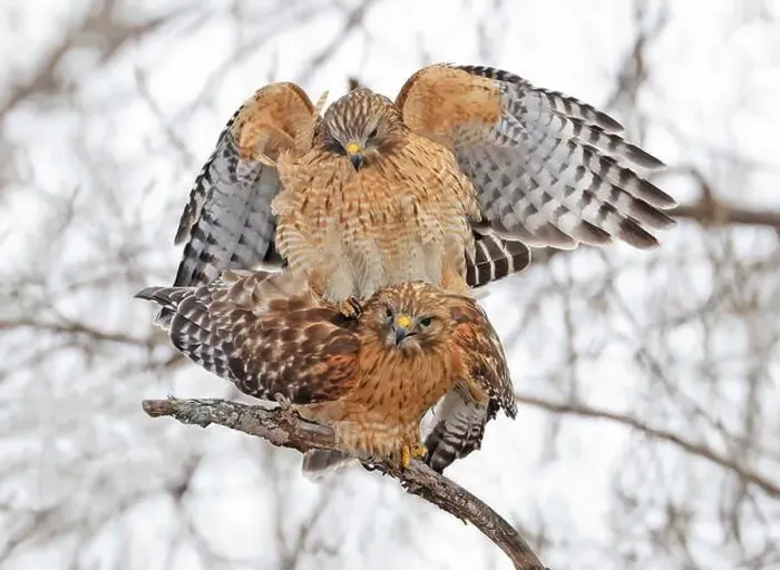 Framed Print : A beautiful pair of Red-shouldered Hawks mating in a tree, Quebec, Canada Framed Print : A beautiful pair of Red-shouldered Hawks mating in a tree, Quebec, Canada