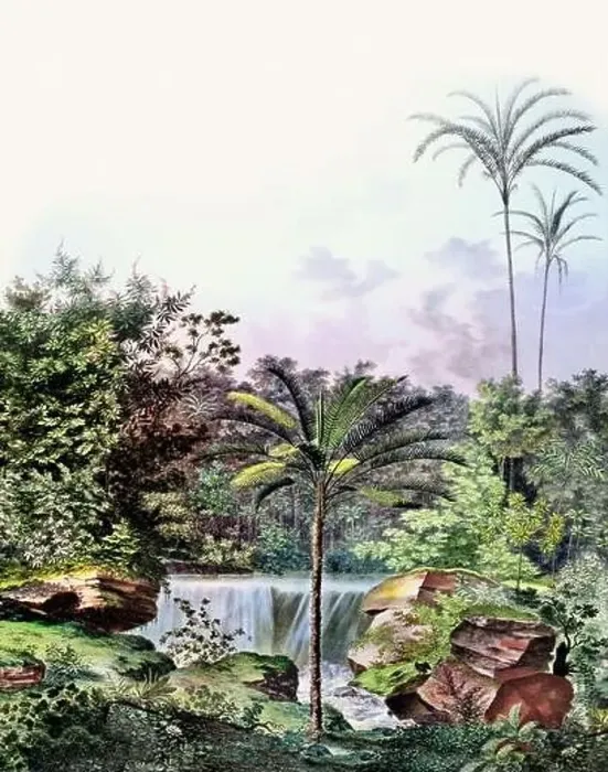 Framed Print : Beautiful Palm Landscape: Botanical palm tree illustration in their natural habitat Framed Print : Beautiful Palm Landscape: Botanical palm tree illustration in their natural habitat