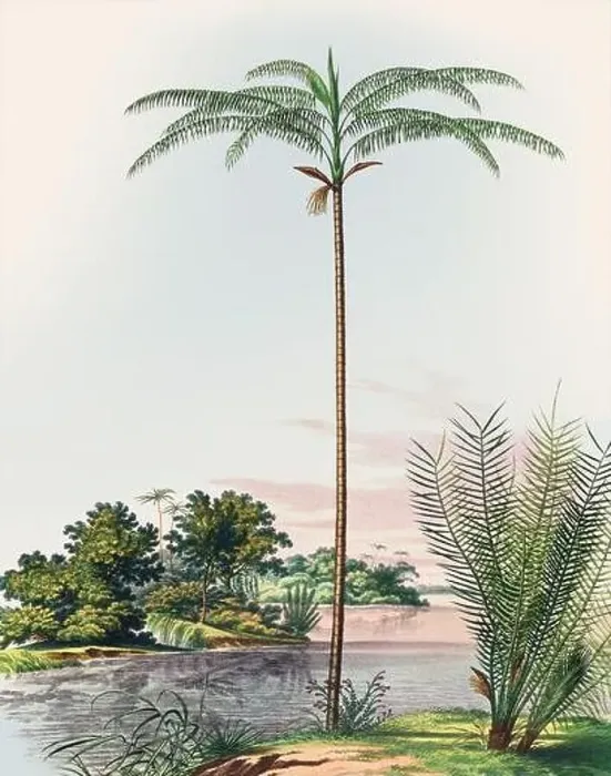 Framed Print : Beautiful Palm Landscape: Botanical palm tree illustration in their natural habitat Framed Print : Beautiful Palm Landscape: Botanical palm tree illustration in their natural habitat