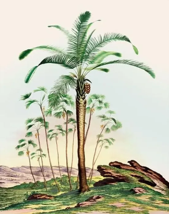 Framed Print : Beautiful Palm Landscape: Botanical palm tree illustration in their natural habitat Framed Print : Beautiful Palm Landscape: Botanical palm tree illustration in their natural habitat