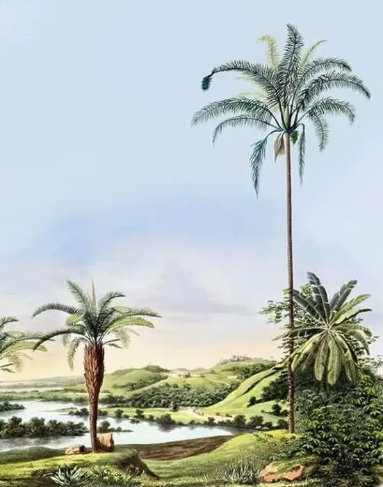 Framed Print : Beautiful Palm Landscape: Botanical palm tree illustration in their natural habitat Framed Print : Beautiful Palm Landscape: Botanical palm tree illustration in their natural habitat