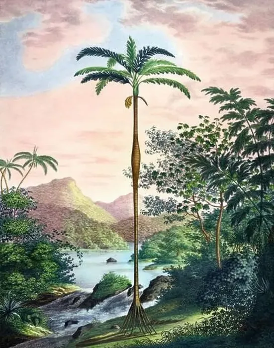 Framed Print : Beautiful Palm Landscape: Botanical palm tree illustration in their natural habitat Framed Print : Beautiful Palm Landscape: Botanical palm tree illustration in their natural habitat