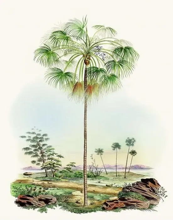 Framed Print : Beautiful Palm Landscape: Botanical palm tree illustration in their natural habitat Framed Print : Beautiful Palm Landscape: Botanical palm tree illustration in their natural habitat