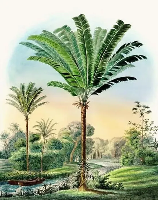 Framed Print : Beautiful Palm Landscape: Botanical palm tree illustration in their natural habitat Framed Print : Beautiful Palm Landscape: Botanical palm tree illustration in their natural habitat