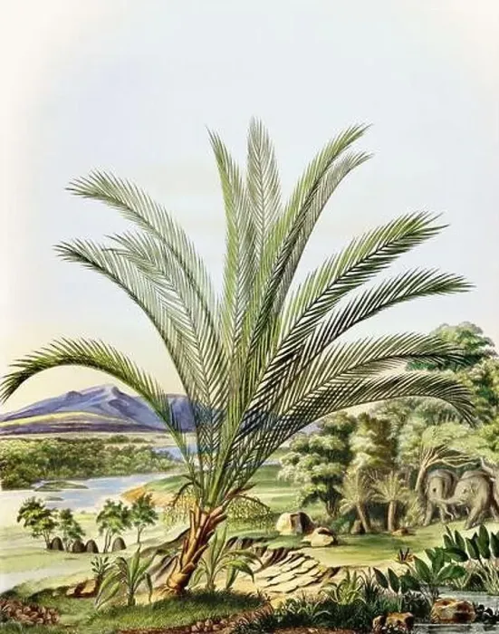 Framed Print : Beautiful Palm Landscape: Botanical palm tree illustration in their natural habitat Framed Print : Beautiful Palm Landscape: Botanical palm tree illustration in their natural habitat