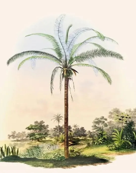 Framed Print : Beautiful Palm Landscape: Botanical palm tree illustration in their natural habitat Framed Print : Beautiful Palm Landscape: Botanical palm tree illustration in their natural habitat