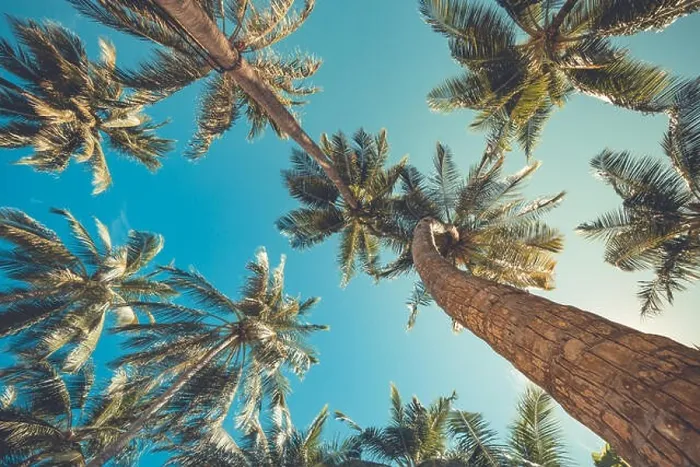Framed Print : Beautiful palm trees on the beautiful landscape background. Vintage Palm Trees Vintage clear summer skies. Tropical beach palm trees relaxation zen in Framed Print : Beautiful palm trees on the beautiful landscape background. Vintage Palm Trees Vintage clear summer skies. Tropical beach palm trees relaxation zen in