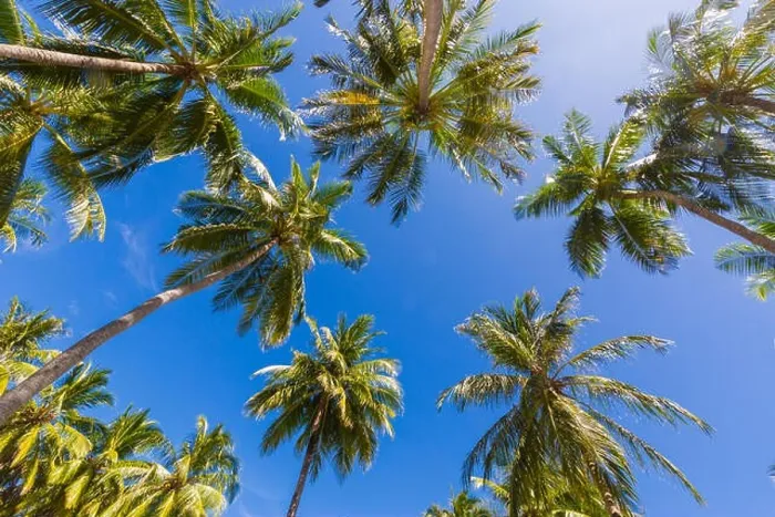 Framed Print : Beautiful palm trees on the beautiful landscape background. Vintage Palm Trees Vintage clear summer skies. Tropical beach palm trees relaxation zen in Framed Print : Beautiful palm trees on the beautiful landscape background. Vintage Palm Trees Vintage clear summer skies. Tropical beach palm trees relaxation zen in