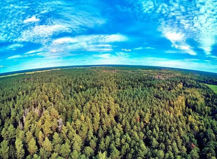 Framed Print : Beautiful panoramic aerial drone view to Bialowieza Forest - one of the last Framed Print : Beautiful panoramic aerial drone view to Bialowieza Forest - one of the last