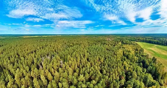 Framed Print : Beautiful panoramic aerial drone view to Bialowieza Forest - one of the last Framed Print : Beautiful panoramic aerial drone view to Bialowieza Forest - one of the last