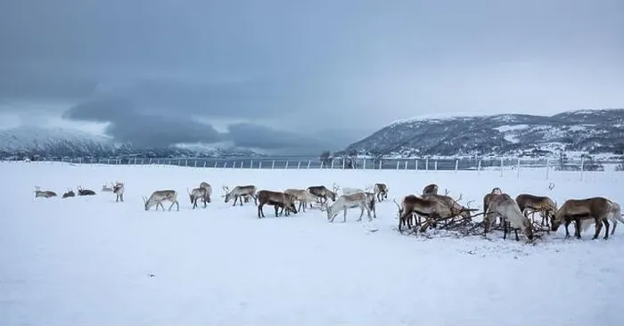 Framed Print : Beautiful panoramic image of a herd of reindeer on a saami farm near Tromsø in northern Norway Framed Print : Beautiful panoramic image of a herd of reindeer on a saami farm near Tromsø in northern Norway