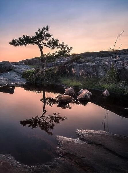 Beautiful pine tree reflection with sunset at summer evening in Coastline, Finland