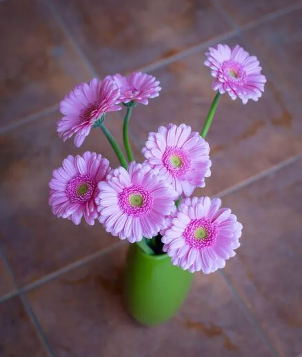 Framed Print : Beautiful pink gerbera flowers bouquet in green vase. Top view Framed Print : Beautiful pink gerbera flowers bouquet in green vase. Top view