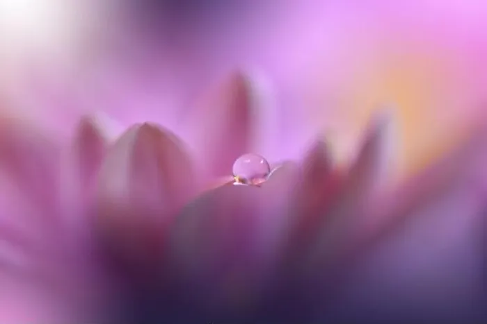 Framed Print : Beautiful Pink Nature Background.Floral Art Design.Abstract Macro Photography.Daisy Flower.Violet Background.Creative Artistic Wallpaper.Celebration Framed Print : Beautiful Pink Nature Background.Floral Art Design.Abstract Macro Photography.Daisy Flower.Violet Background.Creative Artistic Wallpaper.Celebration