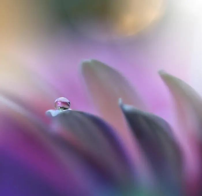 Framed Print : Beautiful Pink Nature Background.Colorful Artistic Wallpaper.Natural Abstract Macro Photography.Creative Floral Art Design.Violet Color.Gerbera Daisy Framed Print : Beautiful Pink Nature Background.Colorful Artistic Wallpaper.Natural Abstract Macro Photography.Creative Floral Art Design.Violet Color.Gerbera Daisy