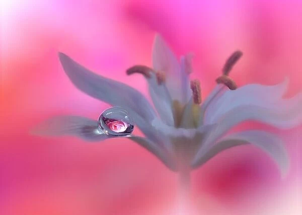 Beautiful Pink Nature Background.Colorful Artistic Wallpaper.Natural Abstract Macro Photography.Creative Floral Art Design.Coral Color.Water drop.Pure