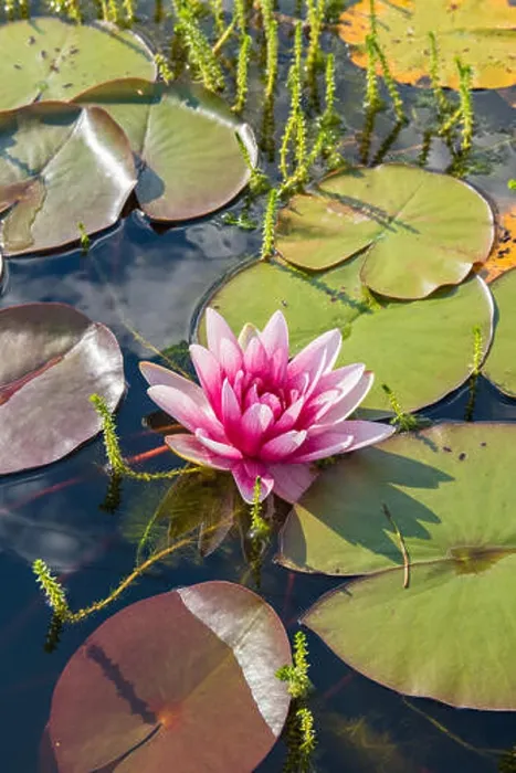 Framed Print : Beautiful pink water lily. HDR Photo Framed Print : Beautiful pink water lily. HDR Photo